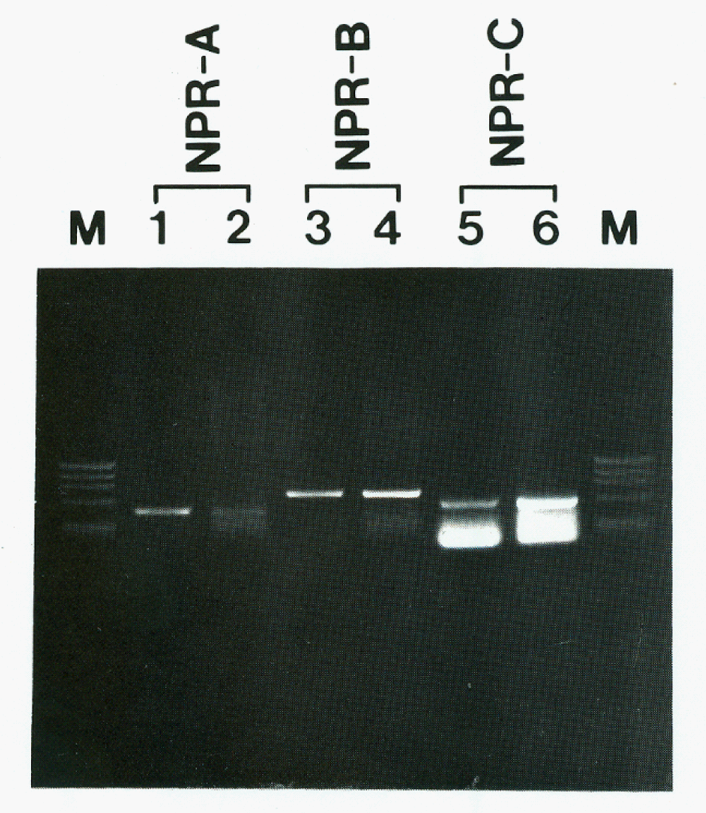 icci-aid1004-g006